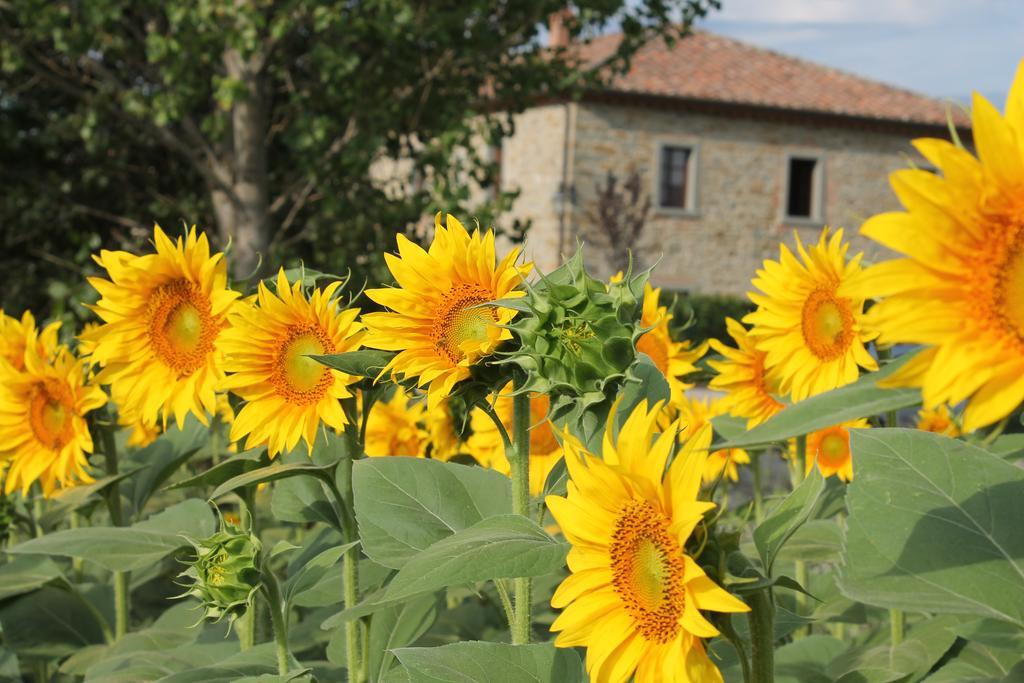 Il Grifone A Cortona Residence Екстериор снимка