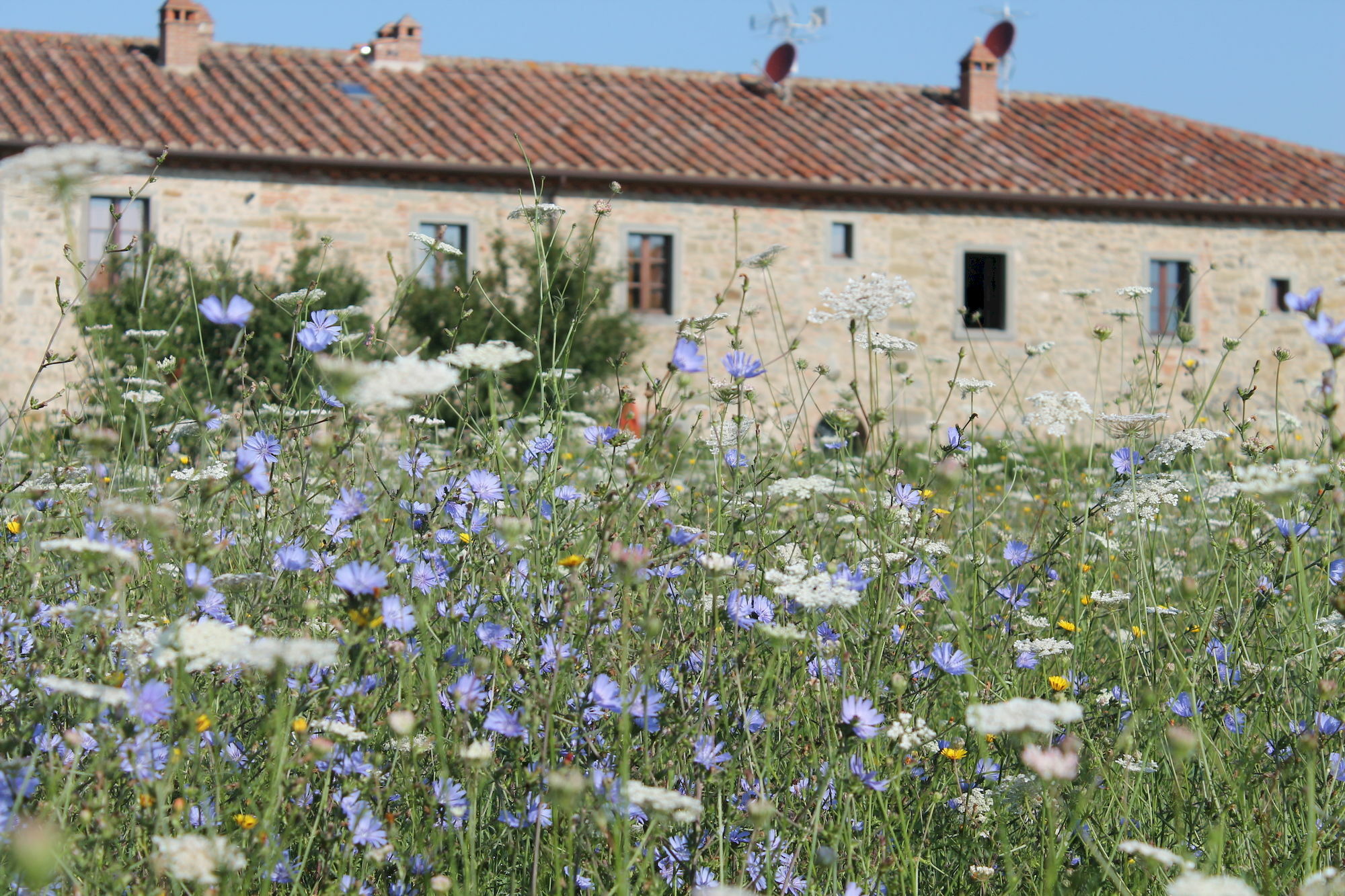 Il Grifone A Cortona Residence Екстериор снимка